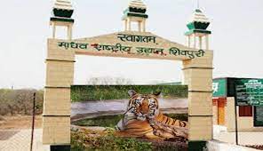 shivpuri,  Cheetah Project, Tiger Project 