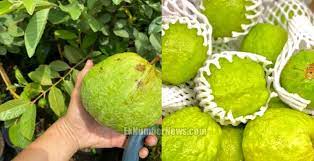 ratlam, Ratlam district, grapes and guava