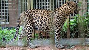 satna, Leopard entered ,residential area