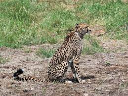 bhopal, Female cheetah, 