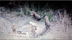 bhopal, Cub of female cheetah ,weakness in Kuno