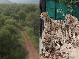 bhopal,Cheetahs , Kuno Park 
