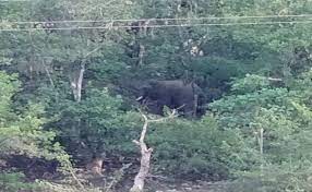 anuppur, elephants reached,Kadamsara forest 