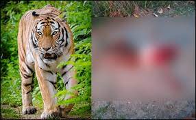 indore, tiger attacked ,old man