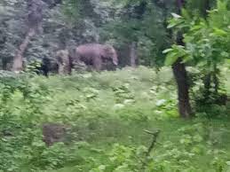 anuppur, Five elephants ,forest 