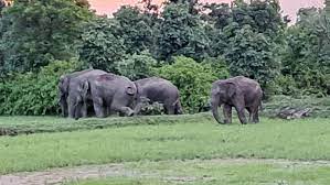 anuppur, Agroup of elephants  ,center in Banka.