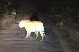 बाघों का खतरा 