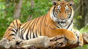 shivpuri,Tigers , favorable environment