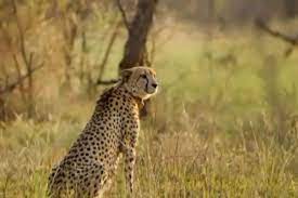 seopur, Missing female cheetah ,Nirva from Kuno