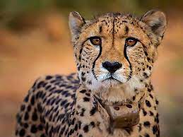 gwalior,Female cheetah , Kuno