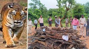 umaria, tigress died , Bandhavgarh Tiger Reserve