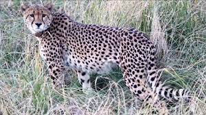 bhopal, Missing female cheetah,successfully captured 