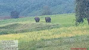anuppur, Five villagers injured, elephants