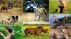 bhopal, Madhya Pradesh, Wildlife Week 