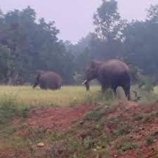 Anuppur, Two elephants crossed , border of Chhattisgarh