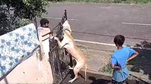 bhopal, Trainer hanged ,dog