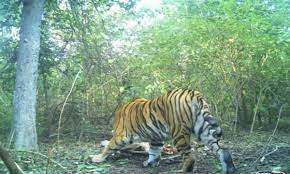 seoni,  woman died , tiger attack