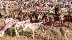 bhopal, Historic donkey fair , Chitrakoot