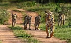 damoh,  tigers increased, four cubs born