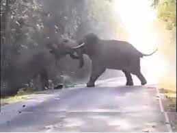 korba,  fight between elephants,  shook the forest