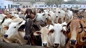 shivpuri, Dead bodies , cows found 
