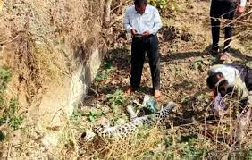vidisha, Leopard carcass ,national highway