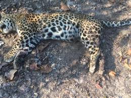 rewa, Dead body of tiger , Tiger Reserve