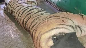 umaria, Tigress rescued , Bandhavgarh Tiger Reserve 