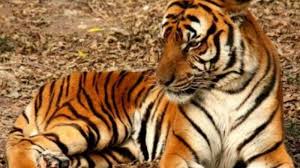bhopal, Satpura tiger reserve, Raisen, tigress
