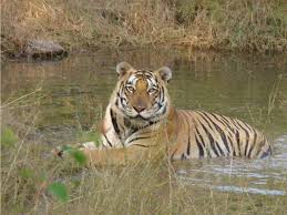 panna, Tiger Reserve management ,announces alert , tiger poaching
