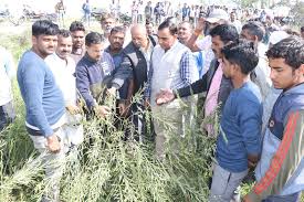 bhind, Collector reached field , took stock of hailstorm, affected crops