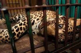 badwani, Leopard caught , forest department cage, Bandhirabad village
