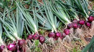 dhaar, getting ready, after cooking ,onion crop,fields