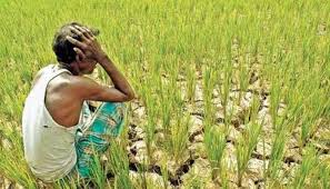 bhopal, Causes of crisis, 13 districts , Madhya Pradesh, rain stopped crops