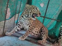 Indore, Leopard caught, cage, Forest Department rescues