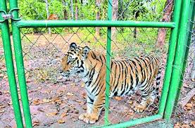 bhopal, male tiger, came to Van Vihar ,National Park 
