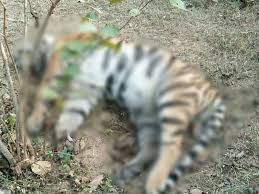 Seoni, Tiger killed , electric wire laid, crop protection