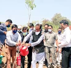 bhopal,CM Shivraj ,planted rosewood plant , Smart City Road