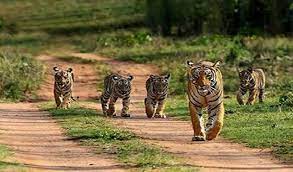 bhopal,Increase in new generation , tigers in Bandhavgarh tiger reserve area