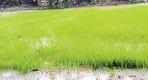 anuppur, Sowing affected ,due to rain, worry streak , farmers