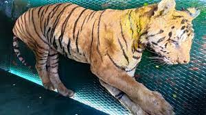 bhopal, Treatment , injured tiger T-11,Van Vihar continues