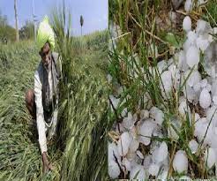 mandsour, Heavy damage, crops due, hailstorm