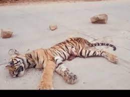seoni, One and a half year, old tiger cub ,died 
