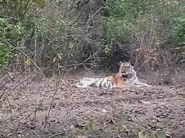 seoni,tiger hunted, young man 