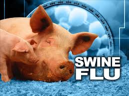 swine flu kolar