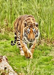 tiger kolar