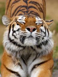 tiger kolar