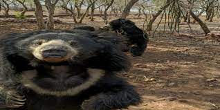 bhopal, Death of Leo bear , Van Vihar National Park