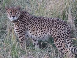 seopur, Female cheetah Sasha , Namibia dies