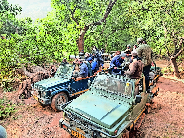 बाघिन नूर ने सांभर का शिकार